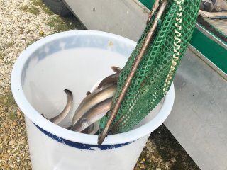 2018-04: Fischbesatz Aale