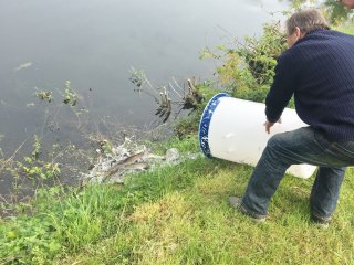 2018-04: Fischbesatz Aale