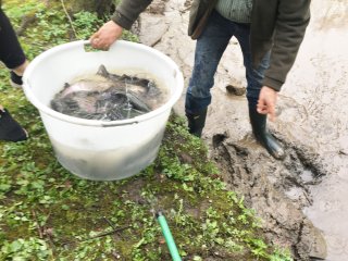 2018-04: Fischbesatz Aa