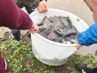 2018-04: Fischbesatz Aa