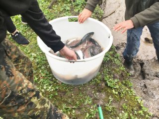 2018-04: Fischbesatz Aa