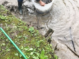 2018-04: Fischbesatz Aa