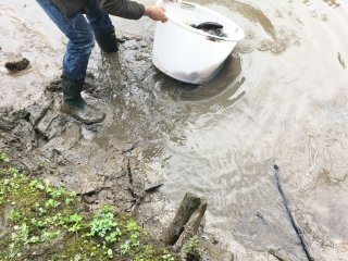 2018-04: Fischbesatz Aa