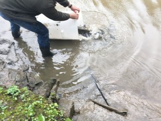 2018-04: Fischbesatz Aa