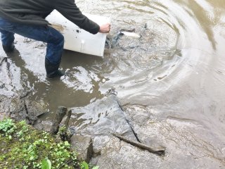 2018-04: Fischbesatz Aa