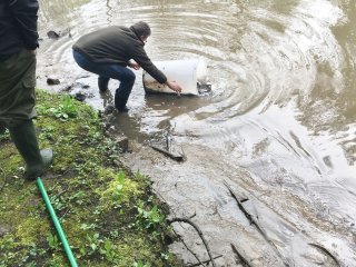 2018-04: Fischbesatz Aa