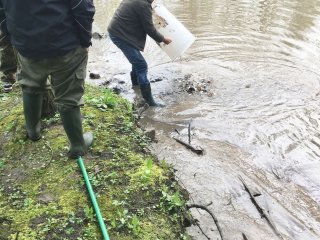2018-04: Fischbesatz Aa