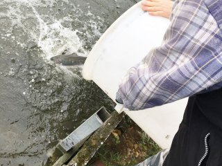 2018-04: Fischbesatz Müssen