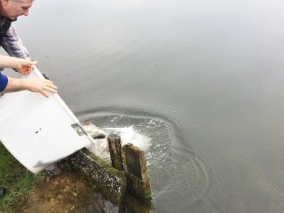 2018-04: Fischbesatz Müssen
