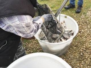 2018-04: Fischbesatz Müssen