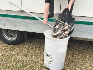 2018-04: Fischbesatz Müssen