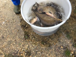 Fischbesatz Herbst 2018