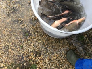 Fischbesatz Herbst 2018