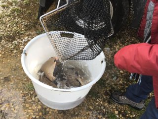Fischbesatz Herbst 2018