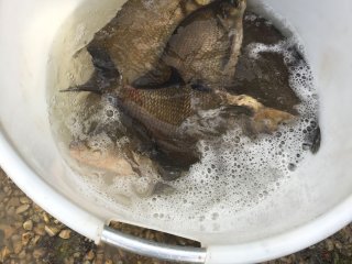 Fischbesatz Herbst 2018