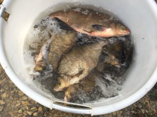 Fischbesatz Herbst 2018