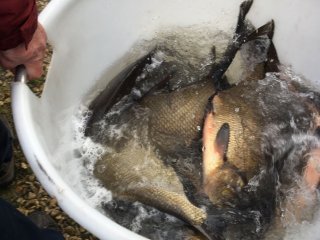 Fischbesatz Herbst 2018