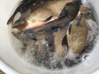 Fischbesatz Herbst 2018