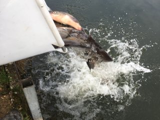 Fischbesatz Herbst 2018