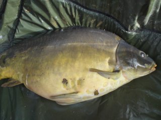 Fische
