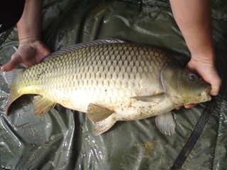 Fische