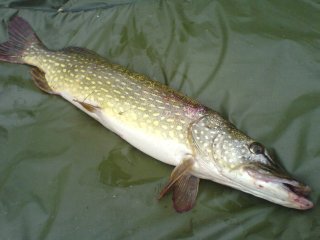 Fische