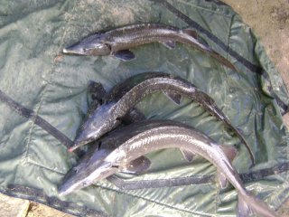 Fische