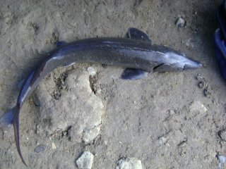Fische
